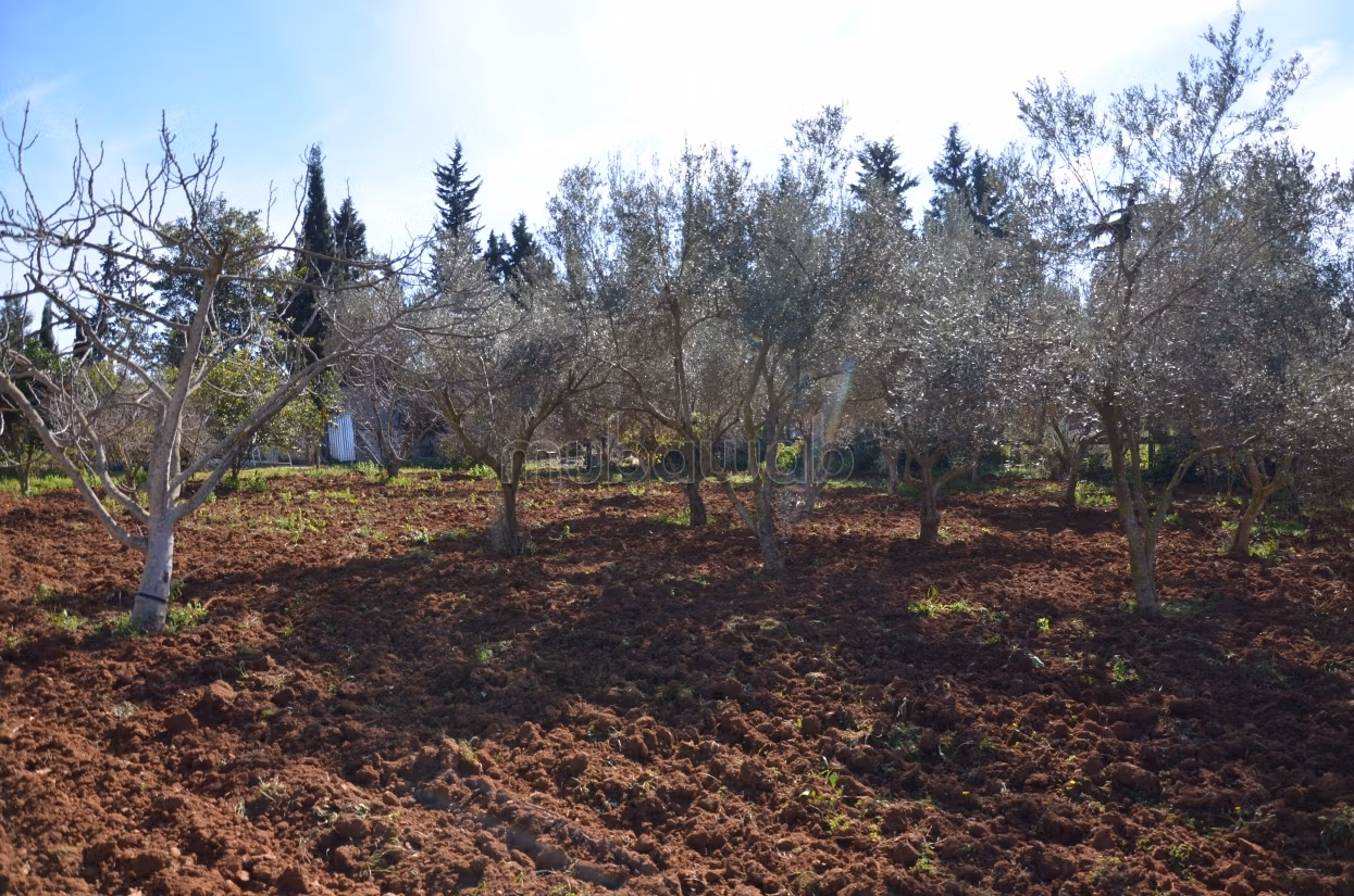 Terreno alberato e sistemato