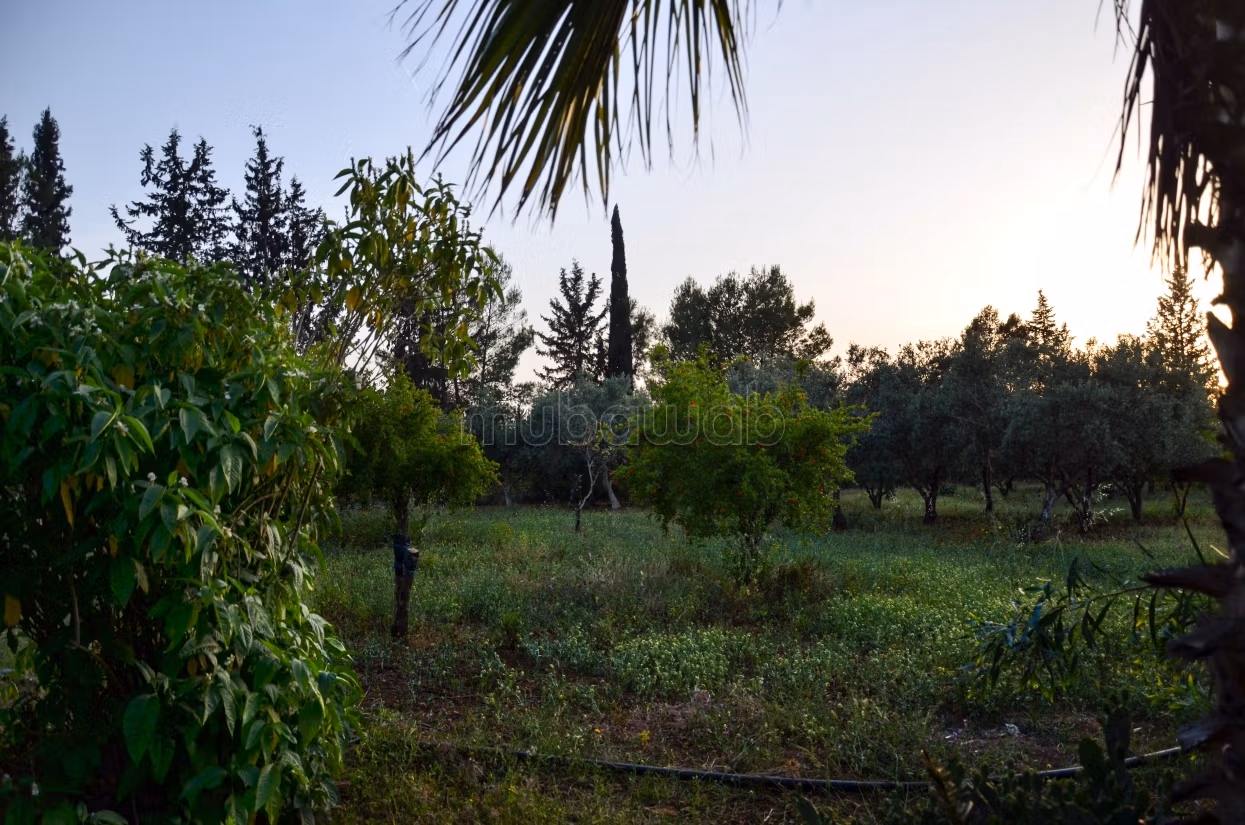 Terreno alberato e sistemato