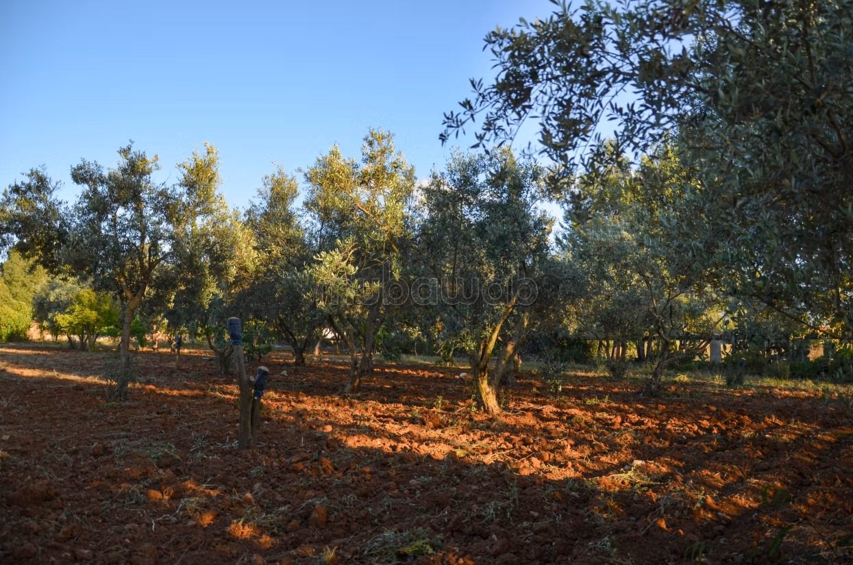 Terreno alberato e sistemato