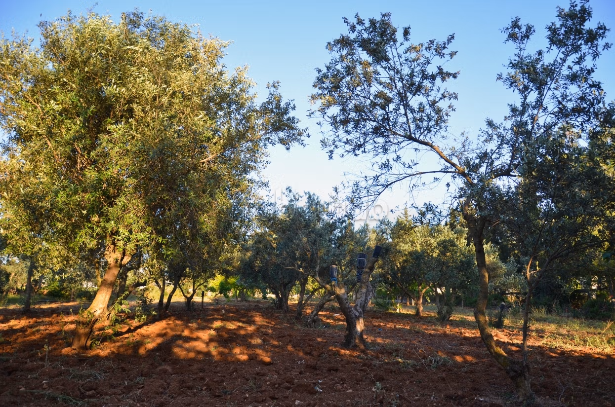 Terreno alberato e sistemato