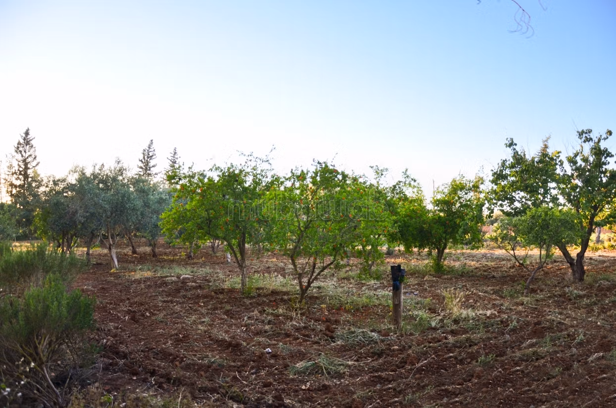 Terreno alberato e sistemato