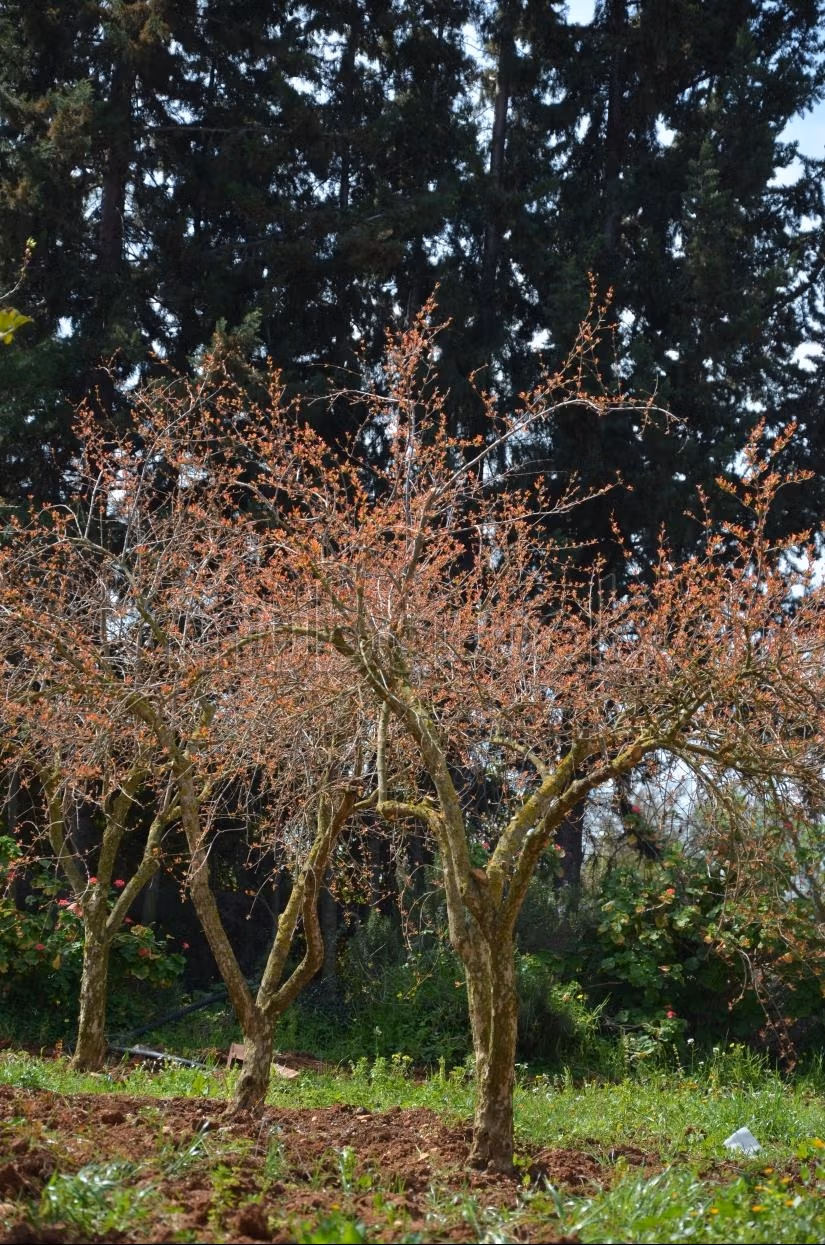 Terreno alberato e sistemato