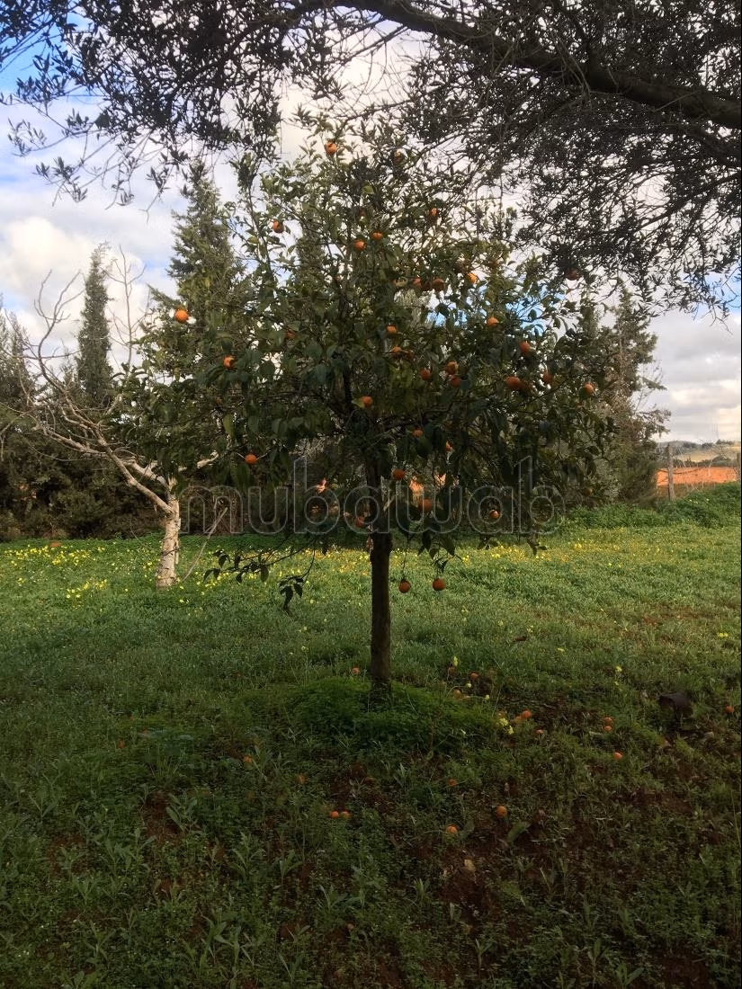 Terreno alberato e sistemato