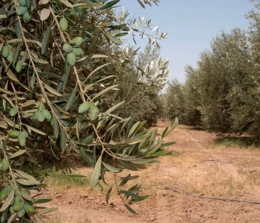 Terreno titulado de 9 hectáreas con 300 olivos