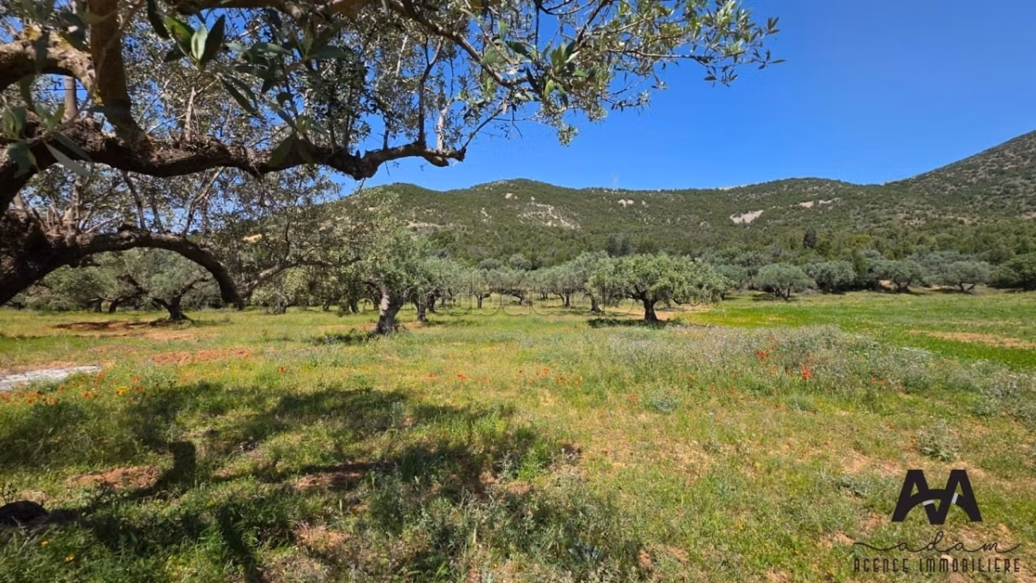Terreno agricolo a Mornag