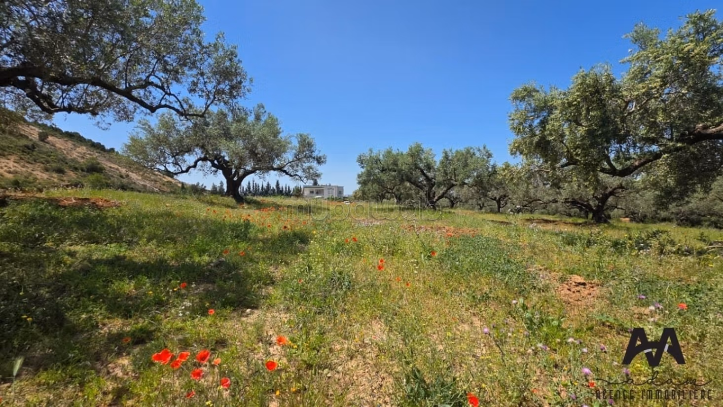 Terreno agricolo a Mornag