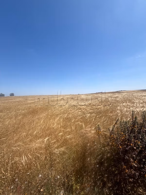 À vendre – Terrain agricole à Casablanca