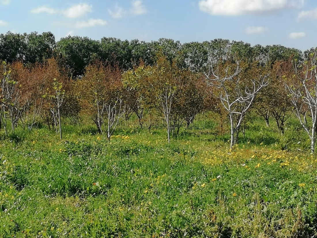 Hermosa granja titulada de 1 hectárea a 7 km de Benslimane