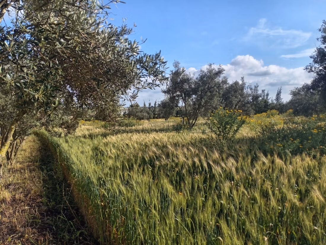 Hermosa granja titulada de 1 hectárea cerca de Benslimane