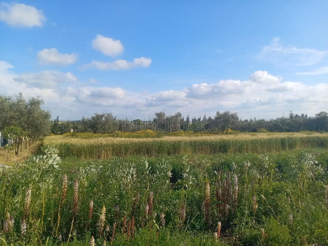 Hermosa granja titulada de 1 hectárea cerca de Benslimane