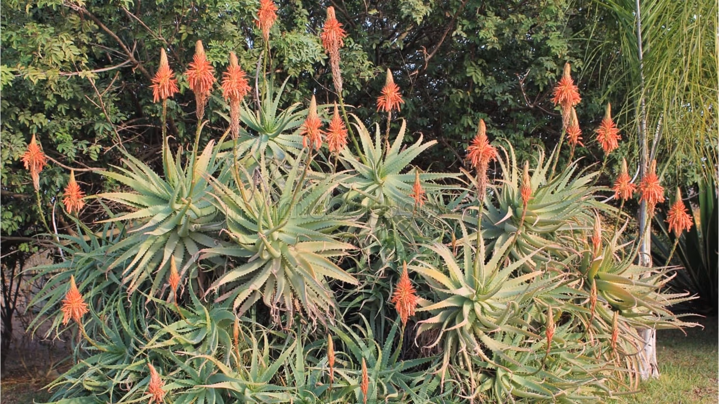 Granja encantadora titulada de 1.3 ha cerca de Bensliman