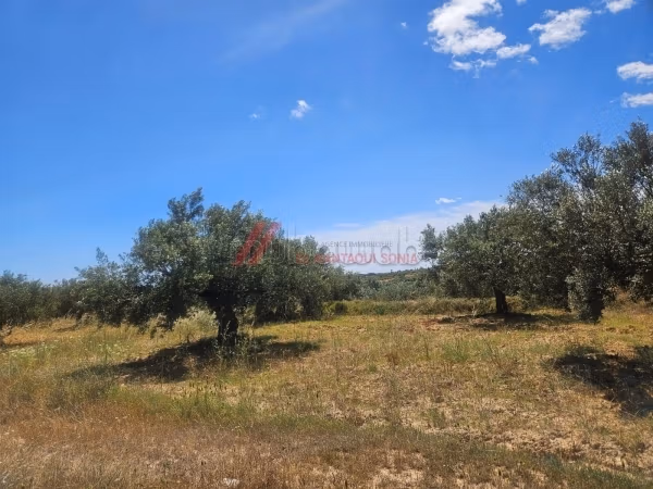 For sale an agricultural piece of land in Kalaa Kbira