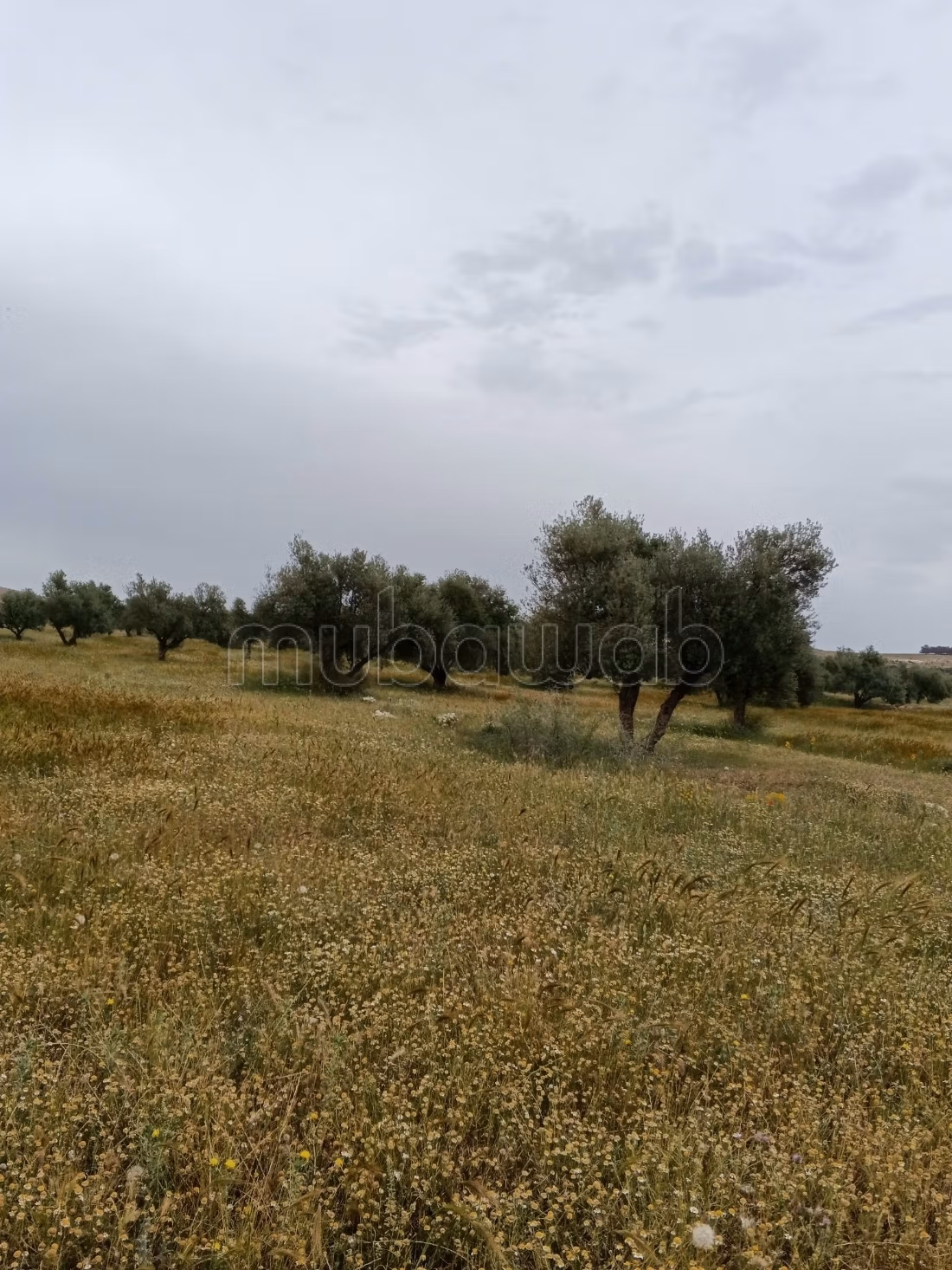 20 ettari di ulivi grandi