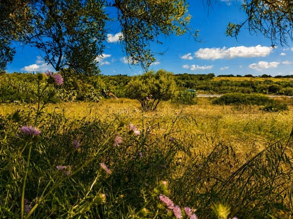 Terrain à vendre – Zaouiet El Mgaiez