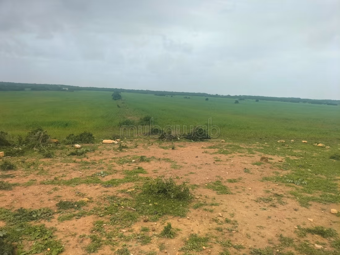 Terrain agricol sur goudron