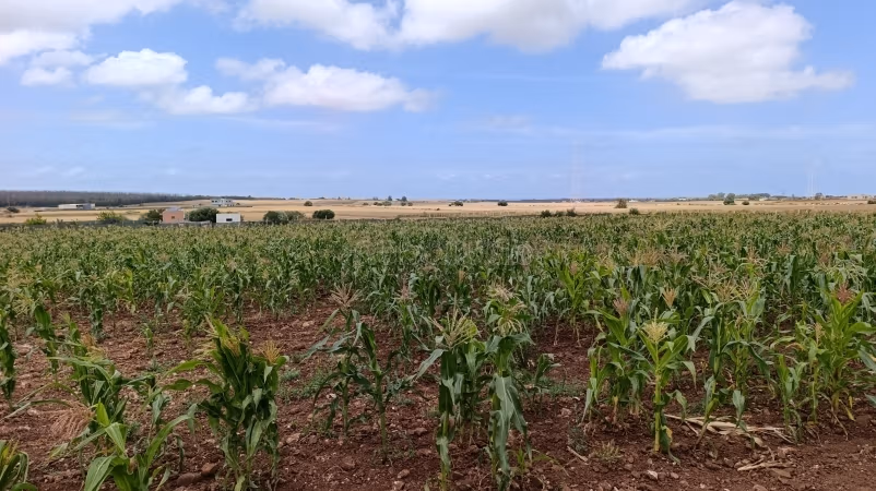 Beau terrain à la vente à Bir Jdid. 
Surface de 18000 m²