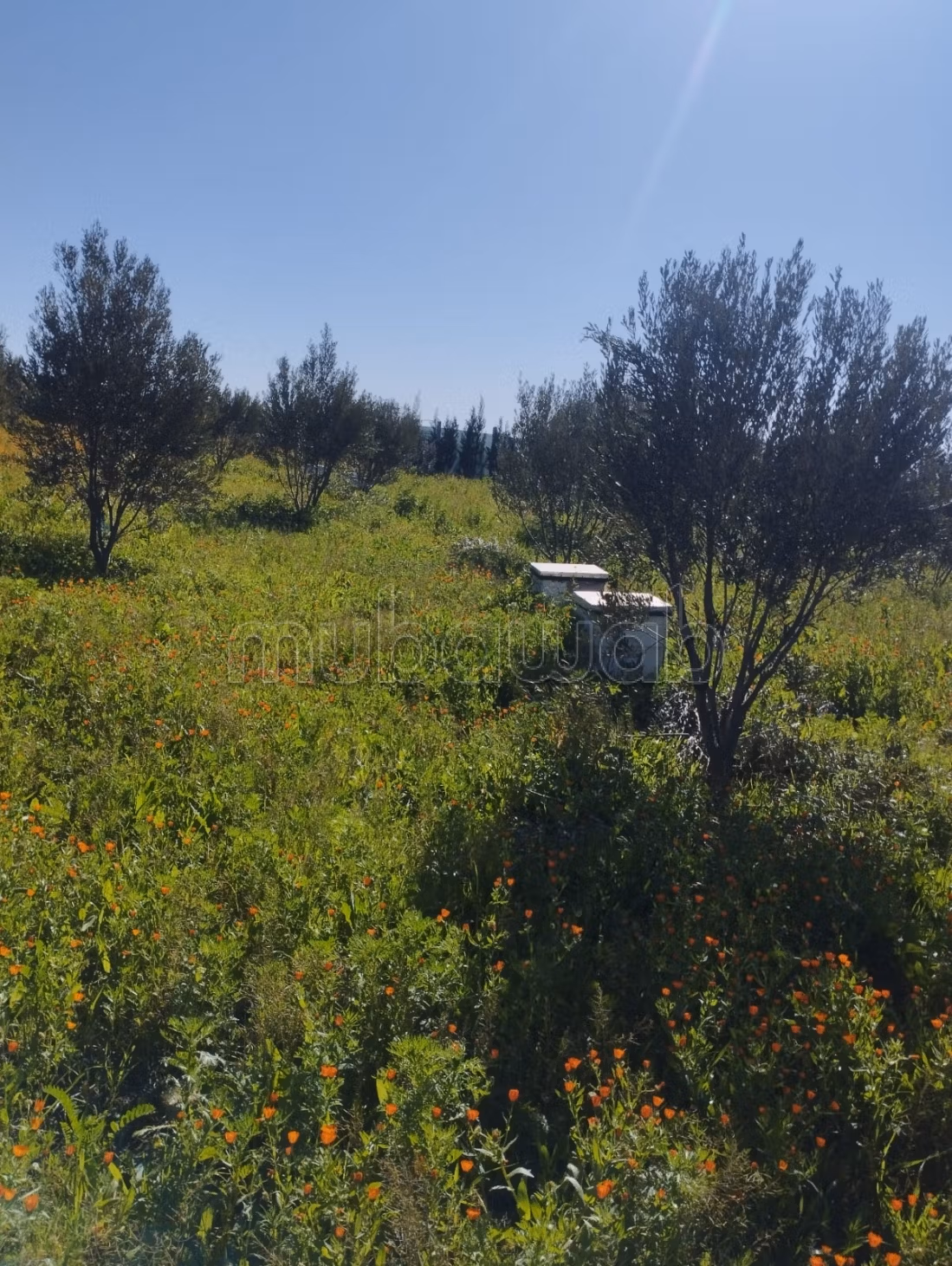 Hermosa granja en venta en Berrechid