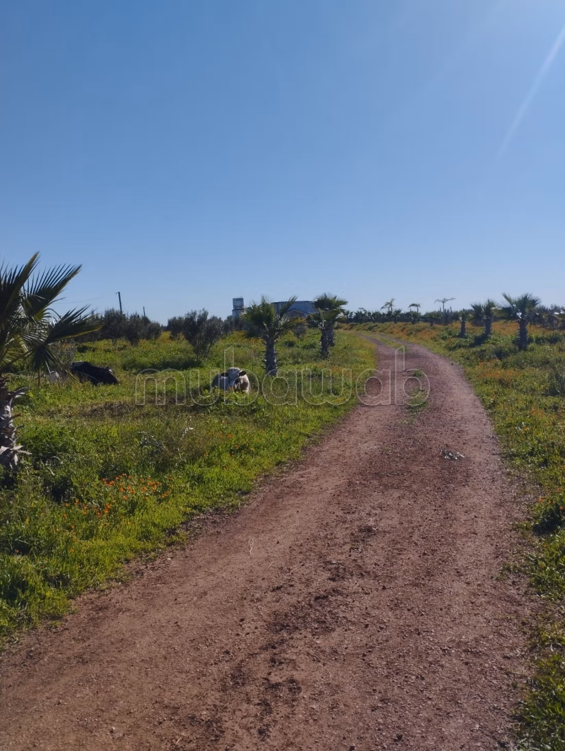 Hermosa granja en venta en Berrechid