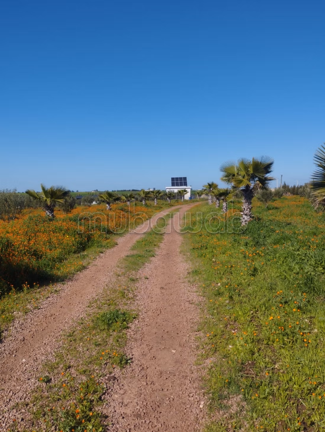 Hermosa granja en venta en Berrechid