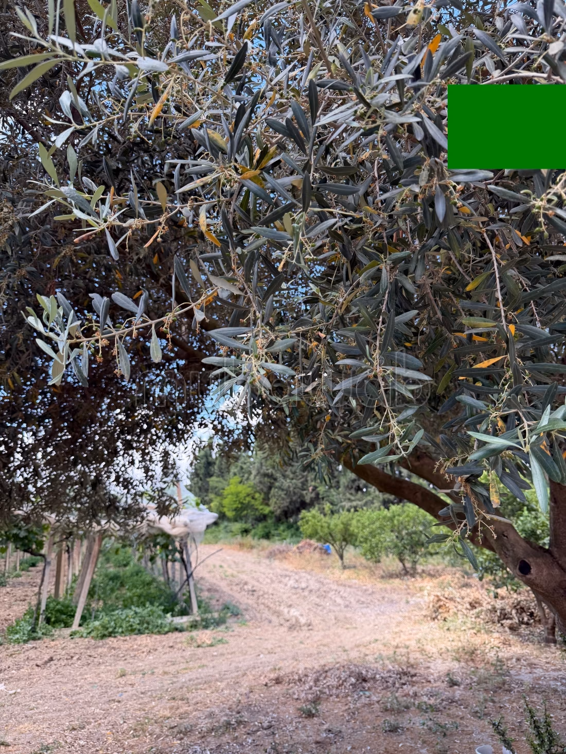 Maison d'hôte Mornag et son Immense Jardin