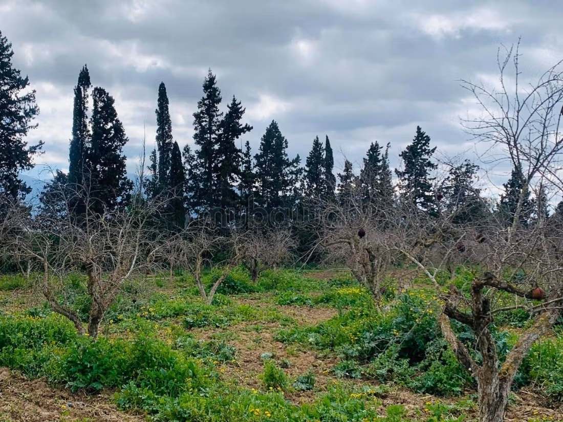 Ferme Vente Zaghouan Zaghouan Tunisie