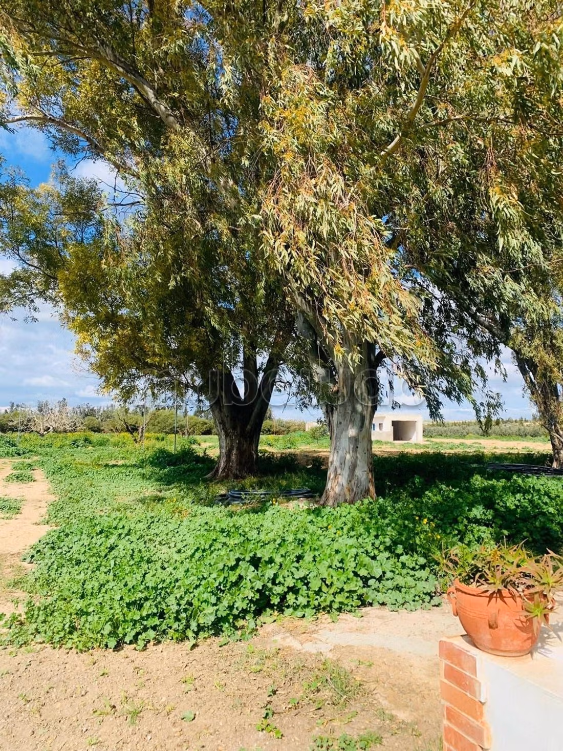 Ferme Vente Zaghouan Zaghouan Tunisie