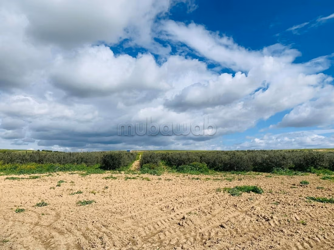 Ferme Vente Zaghouan Zaghouan Tunisie
