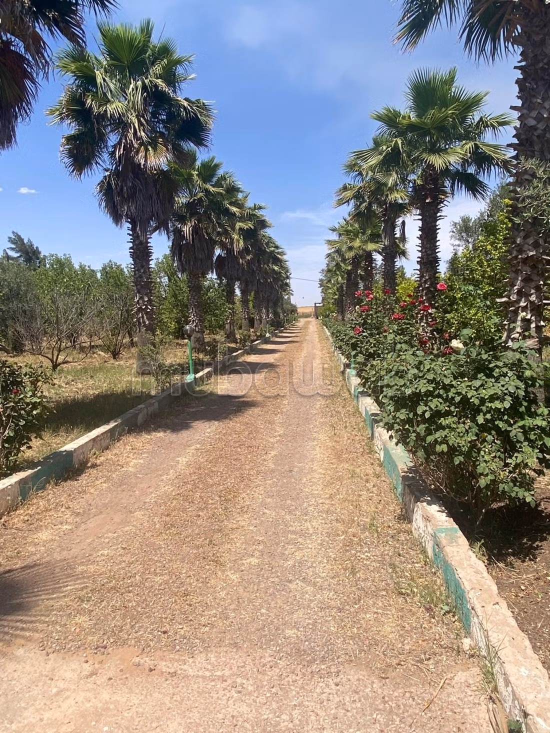 Oasis, lush olive greenery haven of peace