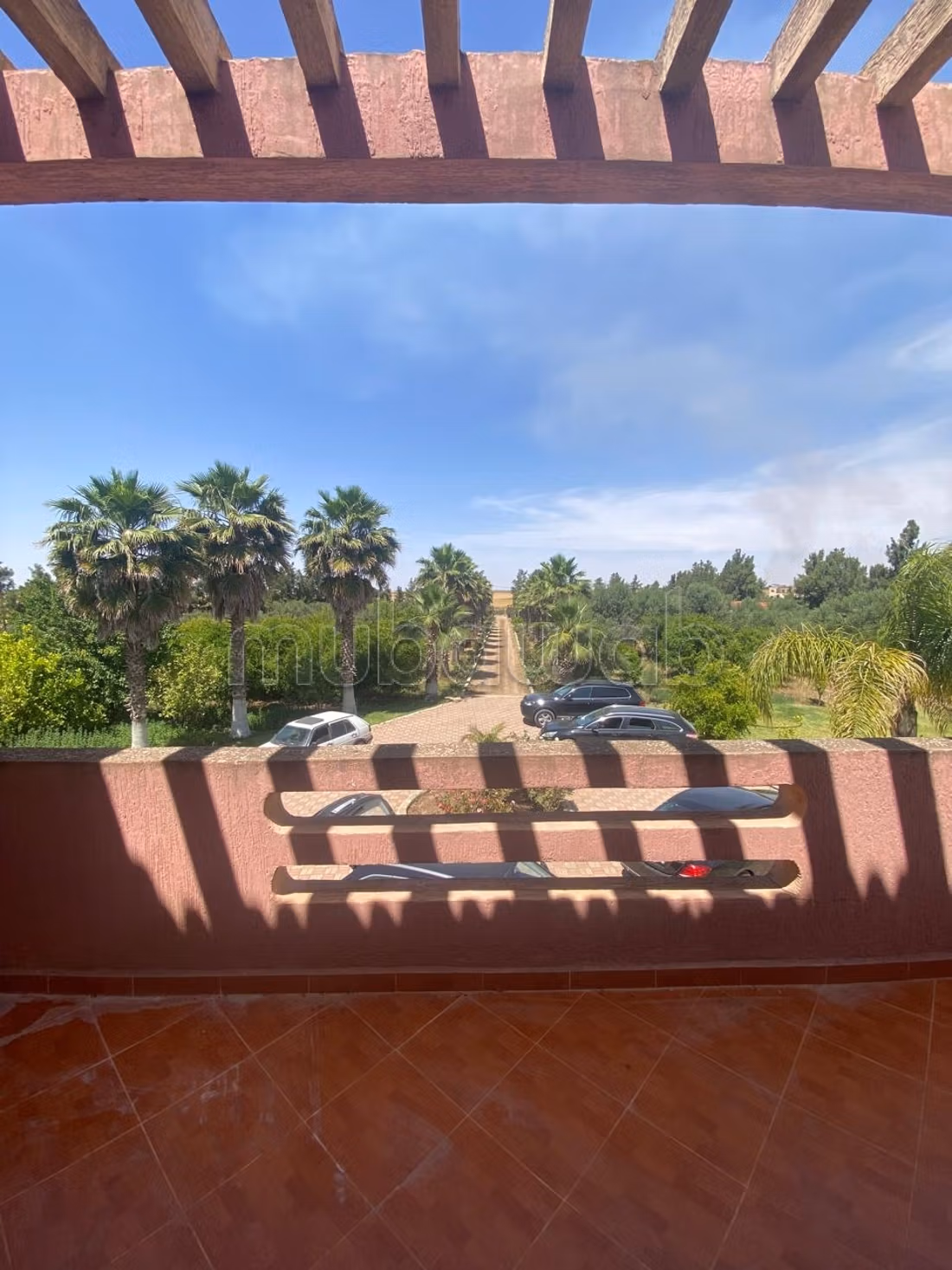 Oasis, lush olive greenery haven of peace