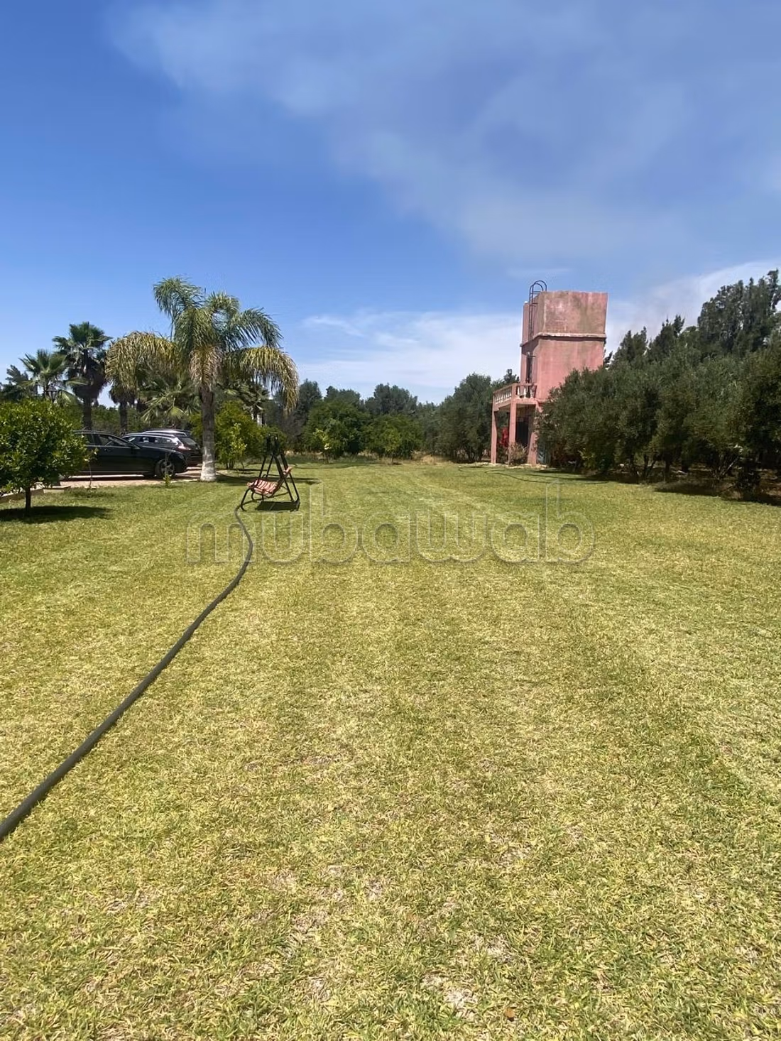 Oasis, lush olive greenery haven of peace