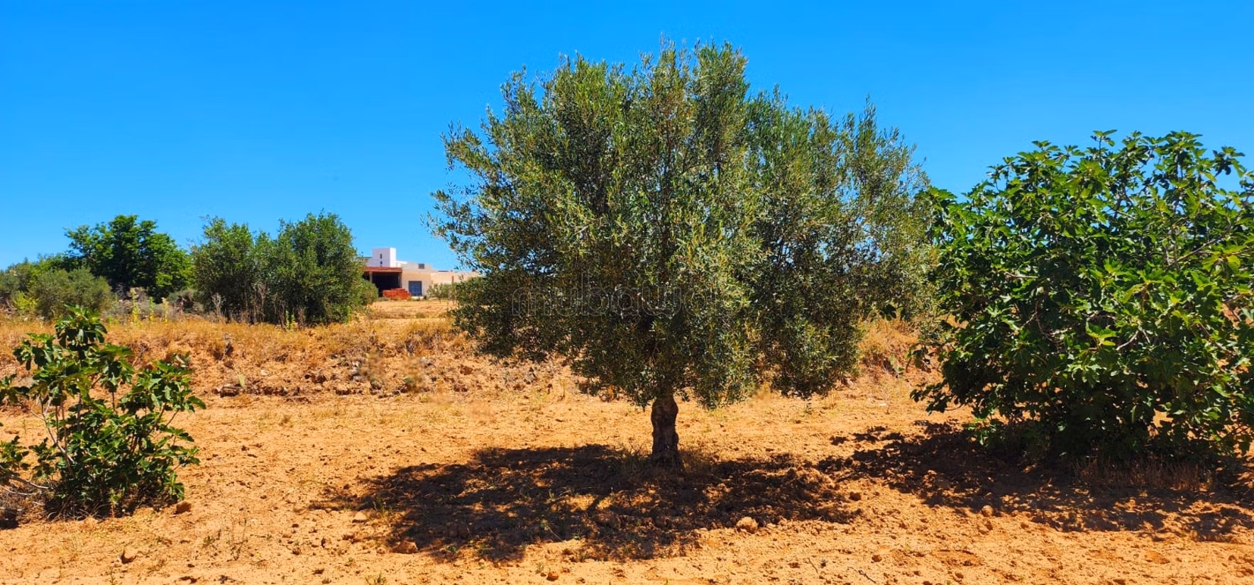 Projet de 8 lots à Ghennada Monastir Terrin loti