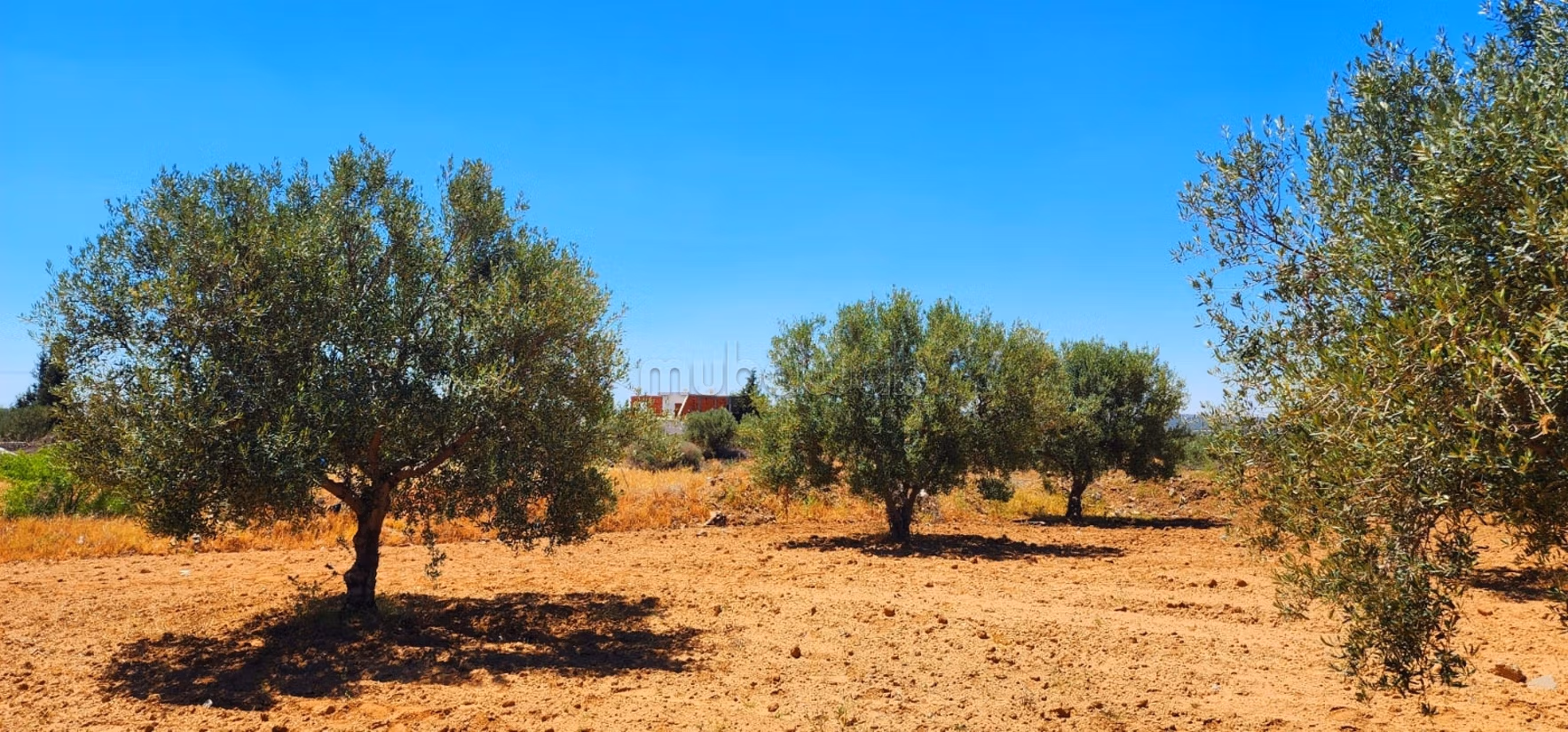 Projet de 8 lots à Ghennada Monastir Terrin loti