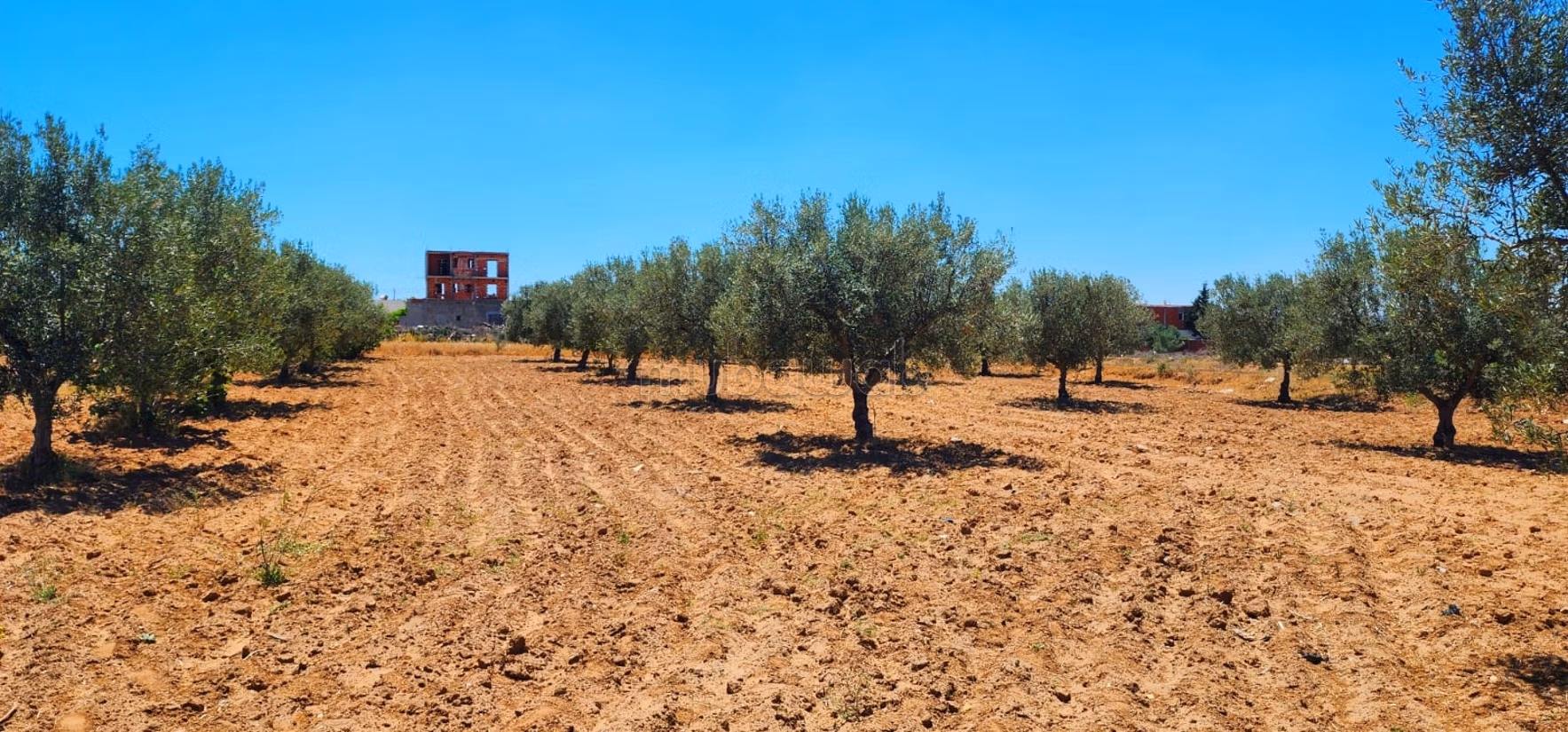 Projet de 8 lots à Ghennada Monastir Terrin loti