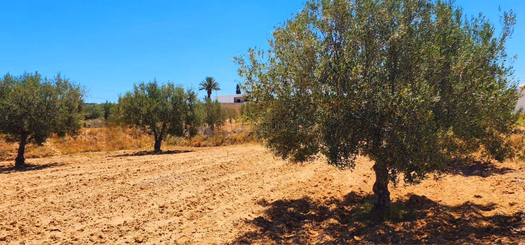 Projet de 8 lots à Ghennada Monastir Terrin loti