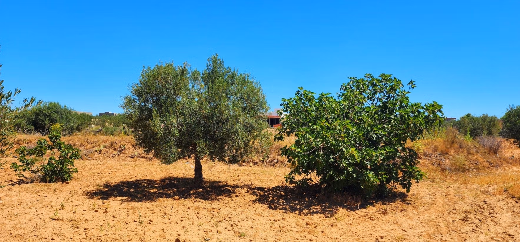 Projet de 8 lots à Ghennada Monastir Terrin loti