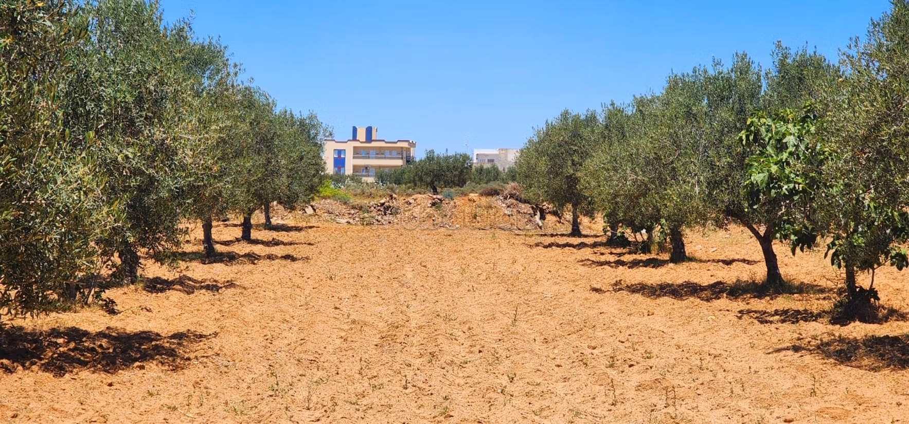 Projet de 8 lots à Ghennada Monastir Terrin loti