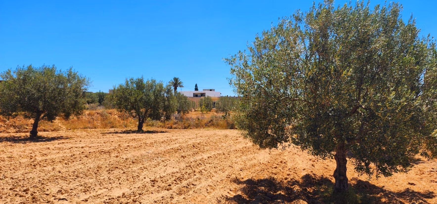 Projet de 8 lots à Ghennada Monastir Terrin loti