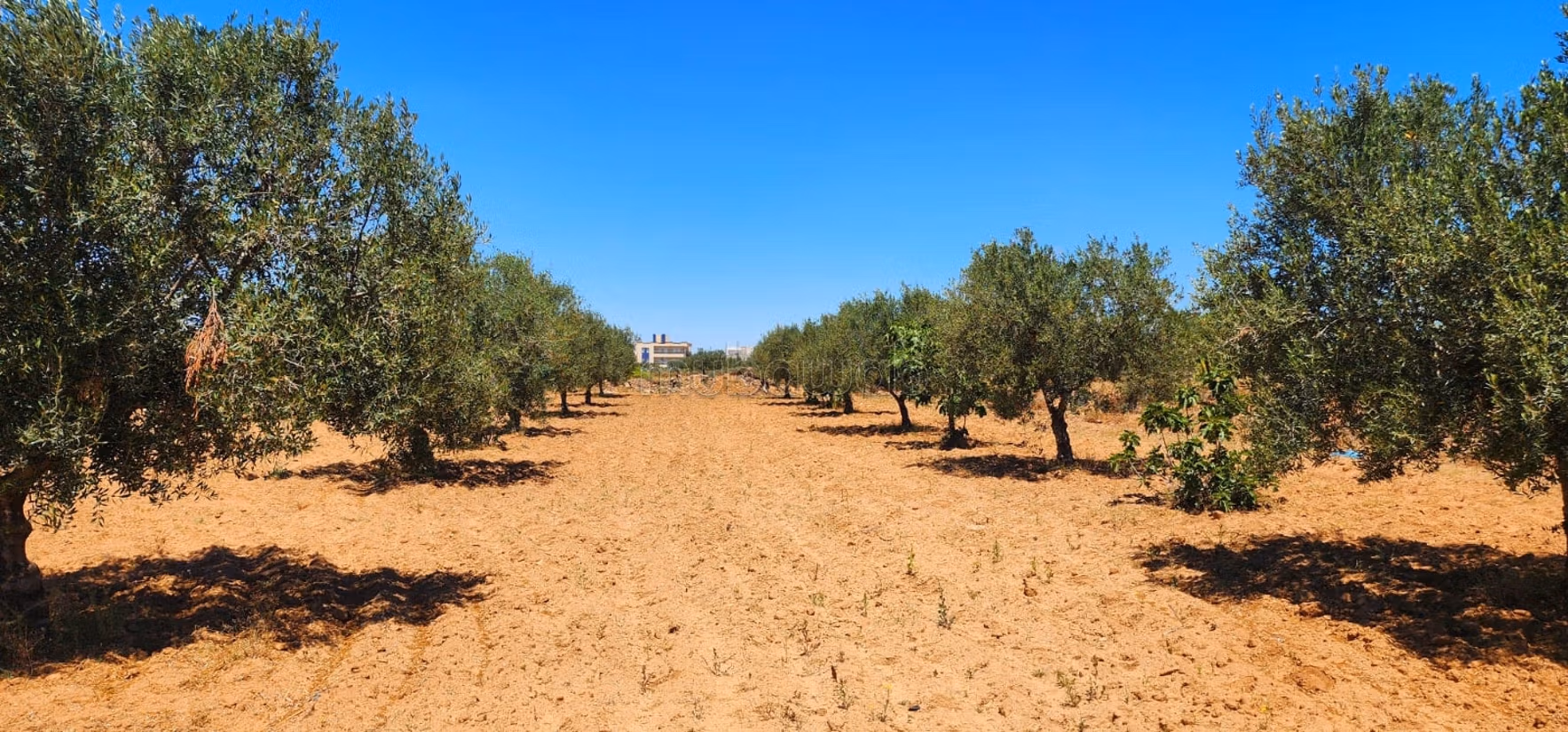 Projet de 8 lots à Ghennada Monastir Terrin loti