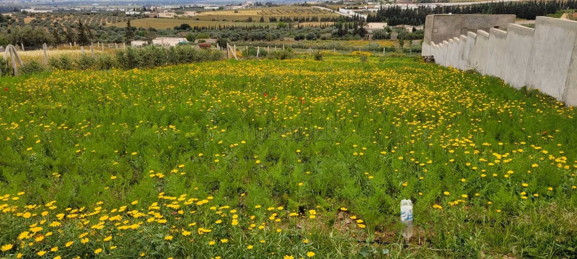 À vendre, Terrain à Saïda – Gouvernornorat de la Manouba