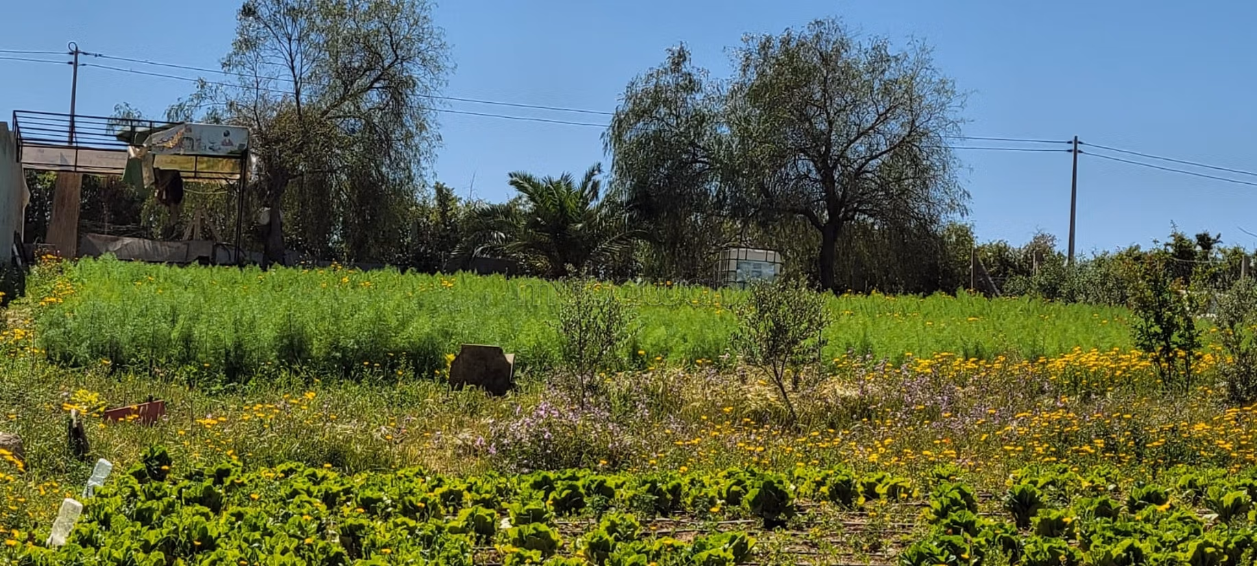 À vendre, Terrain à Saïda – Gouvernornorat de la Manouba