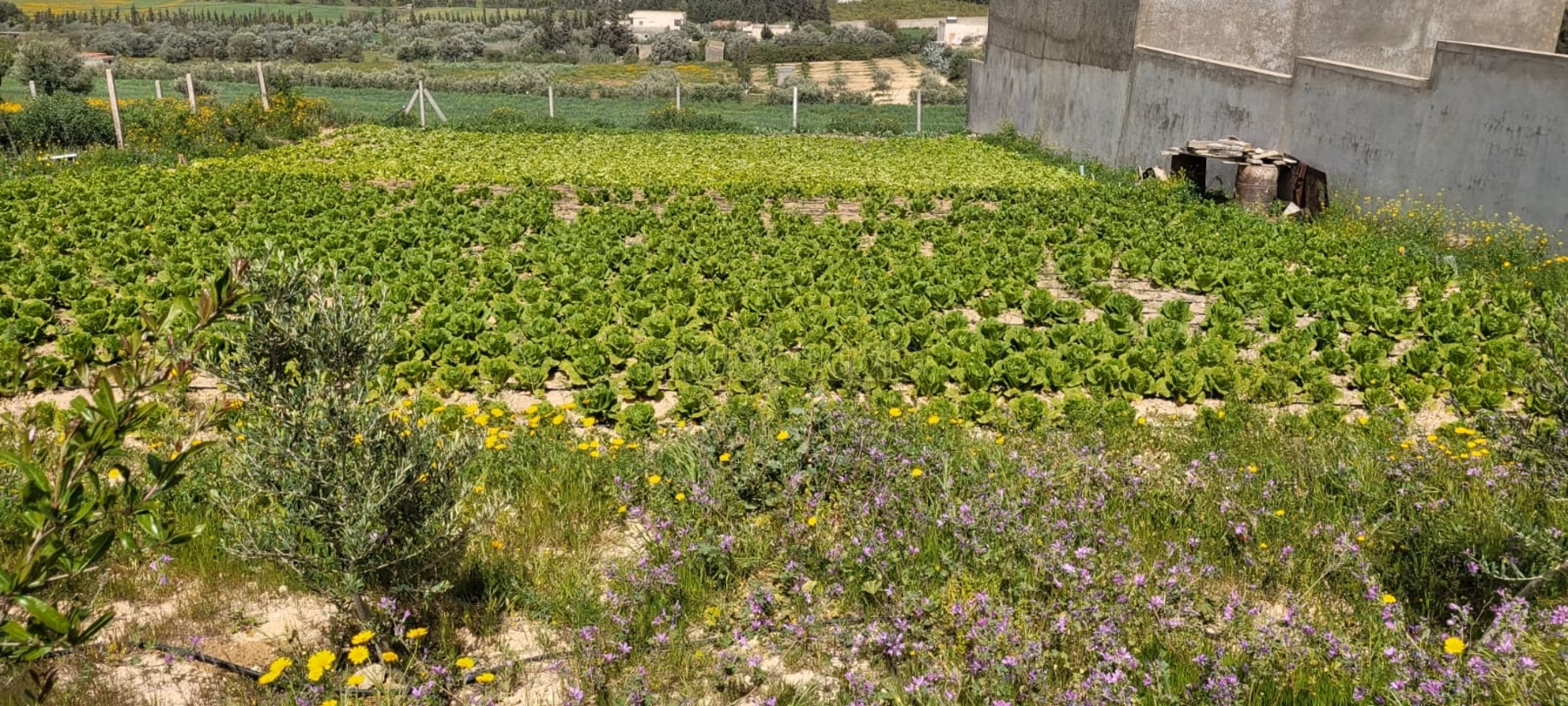 À vendre, Terrain à Saïda – Gouvernornorat de la Manouba