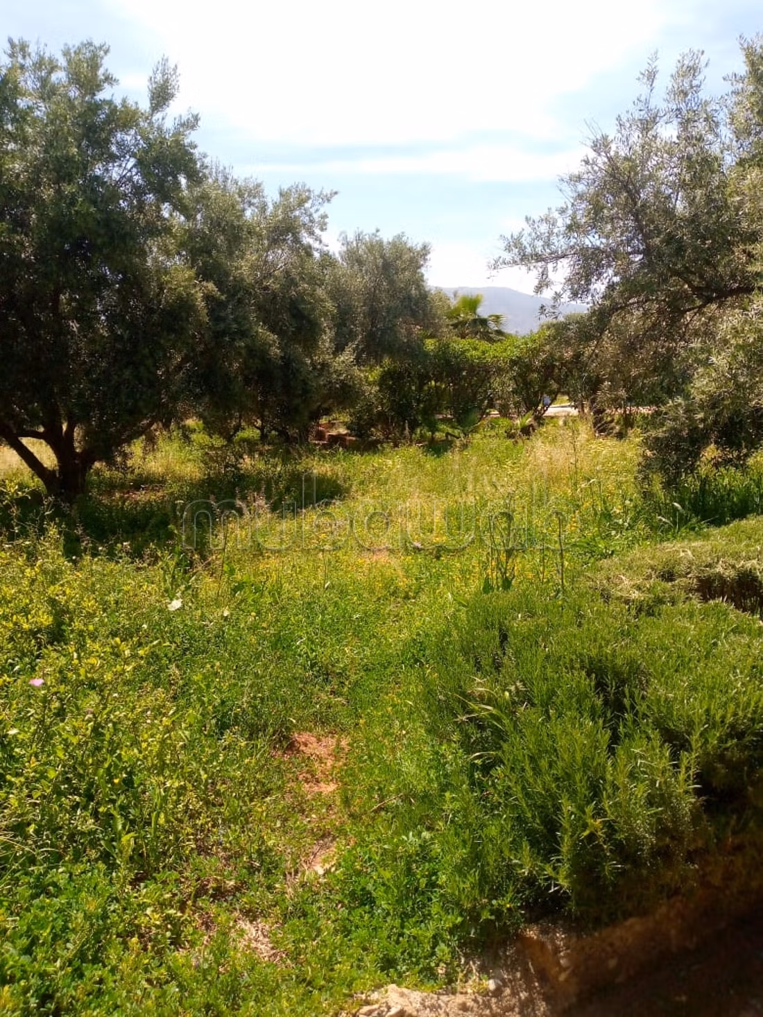 Villa / Bed and Breakfast te koop