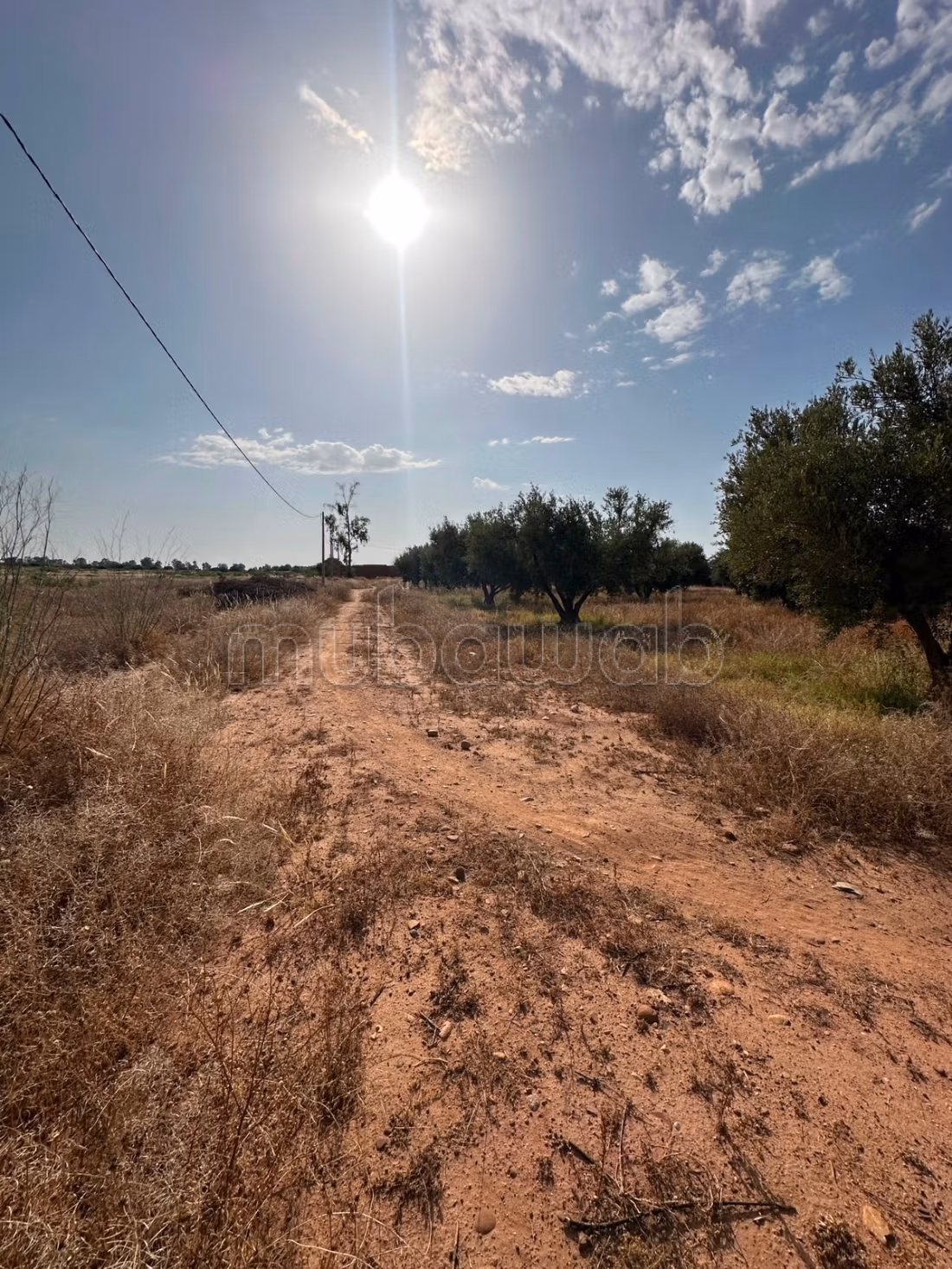 Grond van 1,5 Ha 30 Olijfbomen in Marrakech