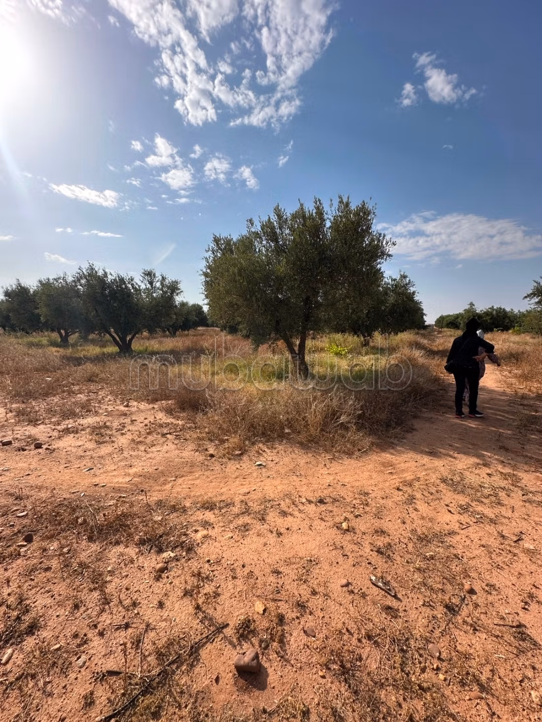 Grond van 1,5 Ha 30 Olijfbomen in Marrakech