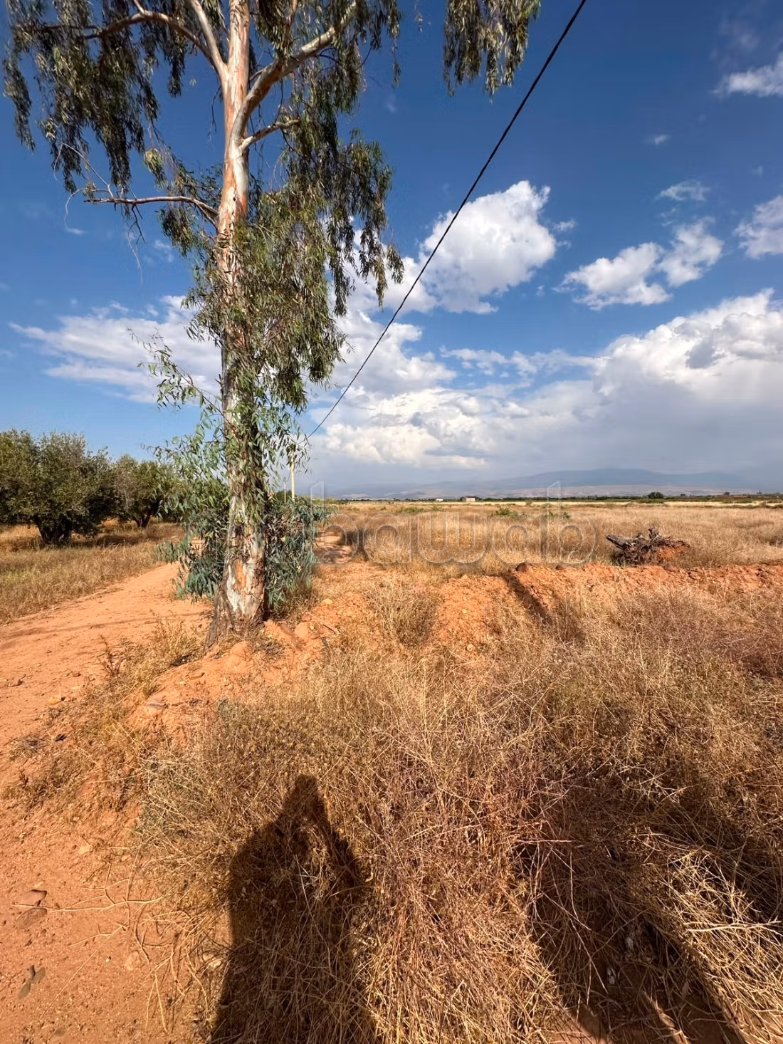Grond van 1,5 Ha 30 Olijfbomen in Marrakech