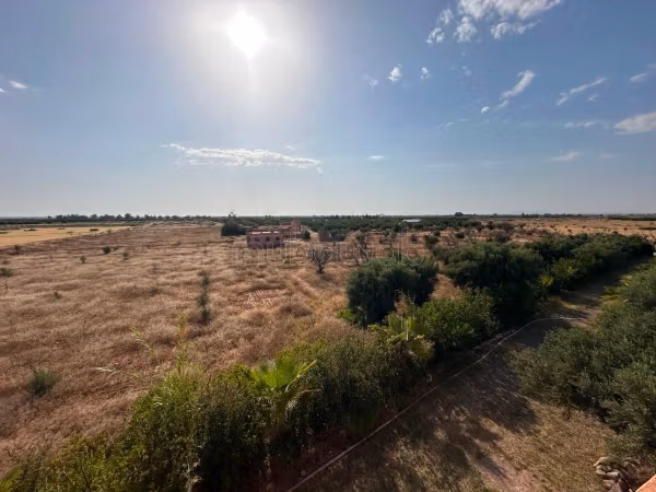 Terrain 1,5 Ha  30 Oliviers à Marrakech