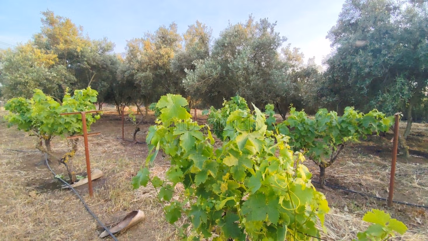 Granja titulada en venta a 7 km de Benslimane