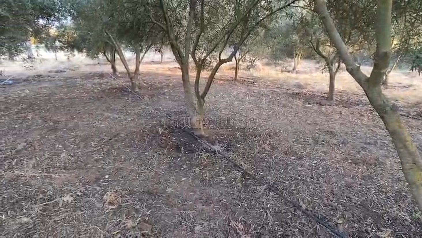 Granja titulada en venta a 7 km de Benslimane