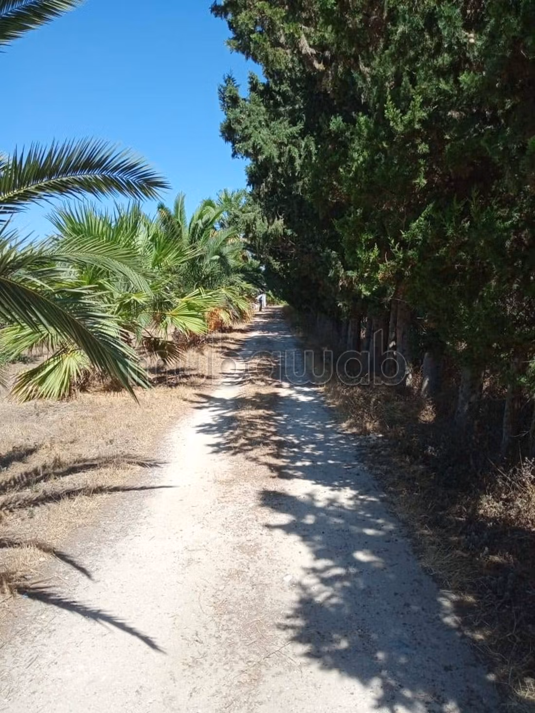 11-hectare farm in Soliman Nabeul