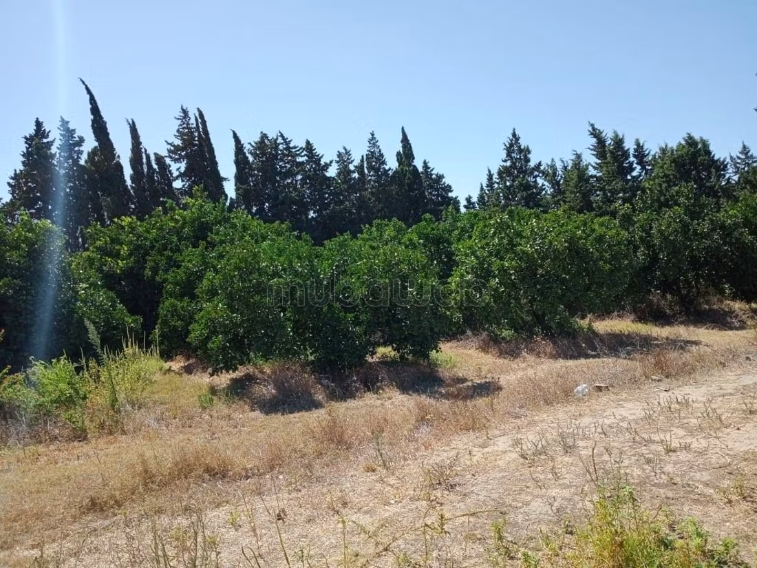 11-hectare farm in Soliman Nabeul